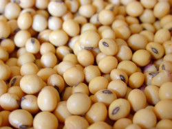 Projeções para a soja atualizadas; confira os números para 2025