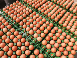 Exportação de ovos cresce 22,1% e atinge 2357 toneladas em janeiro