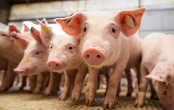 Suíno: Preços do animal vivo e da carne sobem