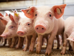 Suíno: Preços do animal vivo e da carne sobem