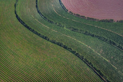 Café: Projeto aprova acordo sobre mercado internacional
