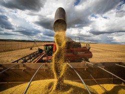 Saiba as projeções da soja em semana de divulgação do USDA