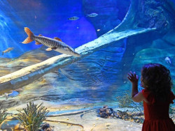 Bioparque divulga horário de Carnaval; local contará com apresentações musicais