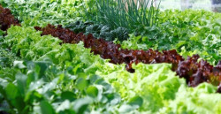 Prefeitura alerta para nova chamada para o Programa de Aquisição de Alimentos