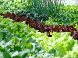 Prefeitura alerta para nova chamada para o Programa de Aquisição de Alimentos