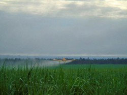 MPT notifica ACP Bioenergia contra pulverização aérea de agrotóxicos