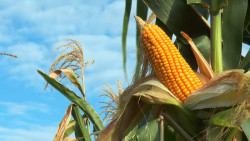 Milho segue com preços em alta no Brasil