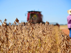 Colheita da soja atinge 25,5% da área semeada em 2024/25, diz Conab