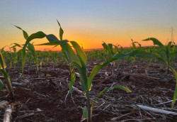Mais de 500 mil hectares de milho já foram semeados em Mato Grosso do Sul