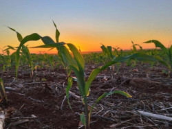 Mais de 500 mil hectares de milho já foram semeados em Mato Grosso do Sul