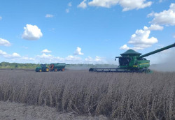 Soja: mais de 28% da área estimada já foi colhida em Mato Grosso do Sul