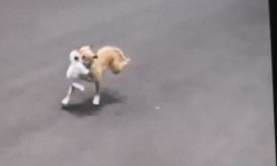 Dono de pitbull é autuado após animal escapar e matar outro cachorro