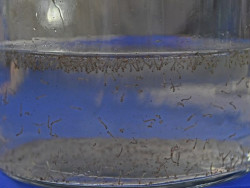 Mato Grosso do Sul registra 804 casos confirmados de dengue