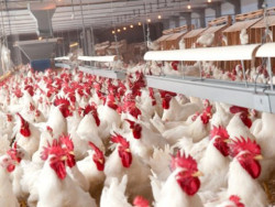 Governo passa a publicar valor real pesquisado do frango para abate