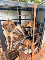 Homem é preso acusado de maus-tratos a animais e caça ilegal