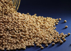 O que esperar do mercado da soja? Confira a análise detalhada