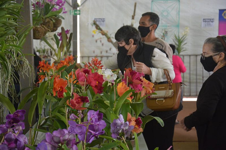 São mais de 180 variedades, com opções de flores, folhagens e até plantas frutíferas (Imagem: Assecom)