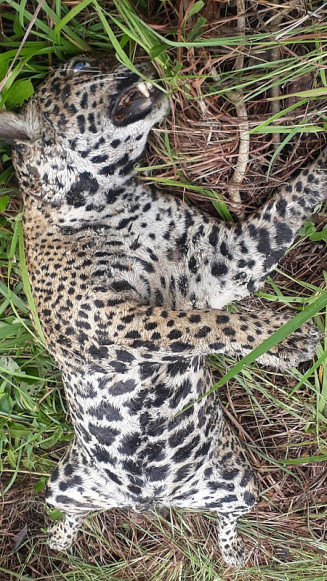 PF investiga mortes de animais no Pantanal (Imagem: Reprodução)