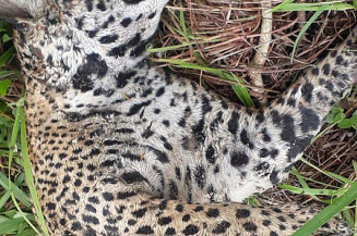 PF investiga mortes de animais no Pantanal (Imagem: Reprodução)