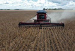 Colheita da safra de soja 2024/2025 alcançou 38% da área acompanhada