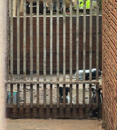 Homem é preso em flagrante por maus-tratos a filhotes de cachorros