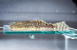 Bioparque Pantanal reforça conservação com reprodução inédita para a ciência