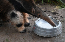 Tamanduás tratados pelo Imasul ganham nova chance na natureza