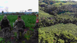 Plantação de maconha avaliada em US$ 6 milhões é destruída na fronteira