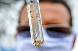 Mato Grosso do Sul registra 1.234 casos confirmados de dengue em 2025