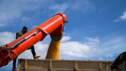 Cotações do milho seguem estáveis no Brasil