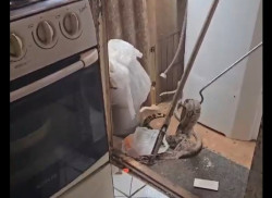 Polícia Ambiental resgata jiboia encontrada em residência em Dourados