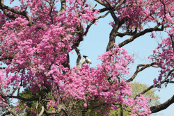 Resiliência do Pantanal é marcada por ciclos de cheia, seca e vegetação adaptada