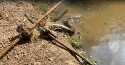 Sucuri enrolada em rede de pesca é resgatada de açude