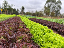 Parceria entre Famasul e Suzano auxilia famílias a superar a linha da pobreza