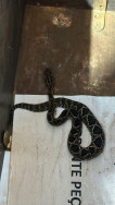 Serpente capturada nesta terça-feira (Foto: Divulgação/PMA)