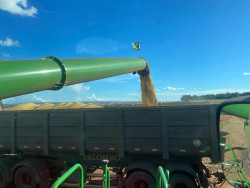 Colheita da safra de soja 2024/2025 alcança 75,8% da área plantada em MS