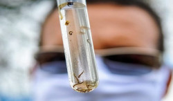 Dengue avança em MS e vacinação ainda é insuficiente