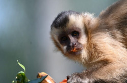 Imasul leva tuiuiú e 8 macacos-prego reabilitados para ambientação no Pantanal