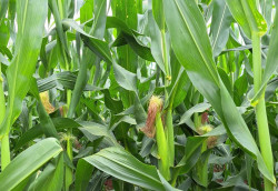 Plantio do milho alcança 69% da área acompanhada em Mato Grosso do Sul