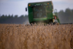 Resumo do grão: Soja enfrenta volatilidade com clima adverso