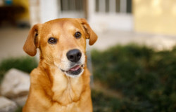 Prefeitura inicia cadastro para ampliar proteção de animais domésticos