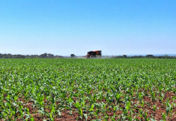 Safra de milho: Área plantada acompanhada alcança 83,3% em MS