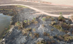 MP investiga queimadas em lavouras de cana que atingiram áreas de preservação em MS