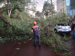 Árvore cai durante chuva e atinge veículo na Hayel Bon Faker