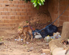 Homem de 26 anos é preso em flagrante por maus-tratos contra pitbull