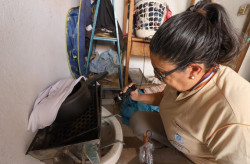 Mato Grosso do Sul registra 2.445 casos confirmados de dengue