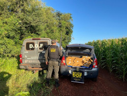 Carro é apreendido abandonado com 1,3 tonelada de drogas no distrito de Itahum