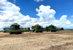 Colheita avança, mas Dourados registra desempenho abaixo do esperado