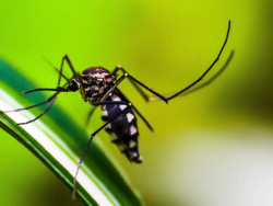 Ministério da Saúde quer incorporar vacina contra chikungunya ao SUS