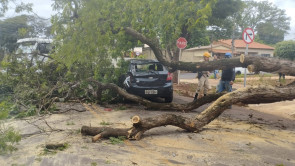 Árvore cai e atinge carro em cruzamento da área central de Dourados